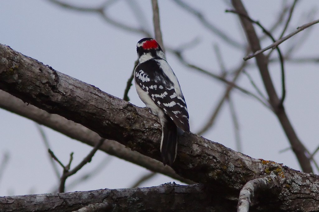 Downy Woodpecker 2013-10-12.jpg